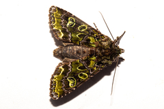 Ichneutica chlorodonta