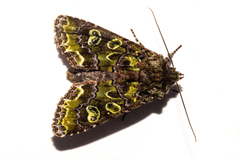 Ichneutica chlorodonta