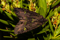 Meterana merope