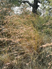Themeda triandra