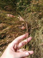Themeda triandra