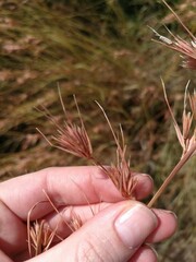 Themeda triandra
