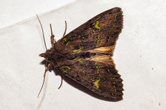Meterana merope