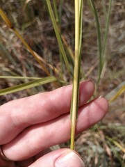 Themeda triandra