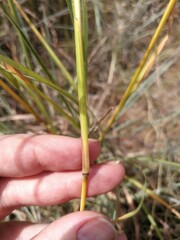 Themeda triandra