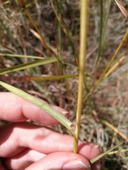 Themeda triandra