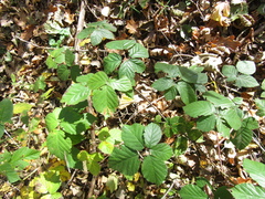 Rubus fruticosus