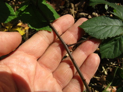 Rubus fruticosus