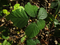 Rubus fruticosus