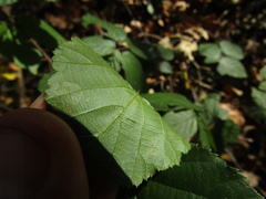 Rubus fruticosus