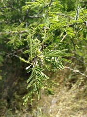 Dichrostachys cinerea