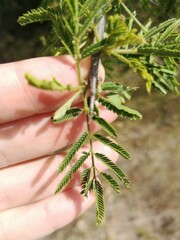 Dichrostachys cinerea