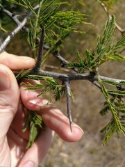 Dichrostachys cinerea