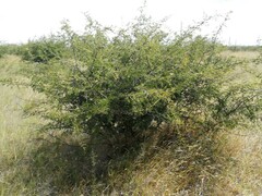 Dichrostachys cinerea