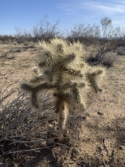 Cylindropuntia echinocarpa