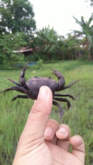 Parathelphusa convexa