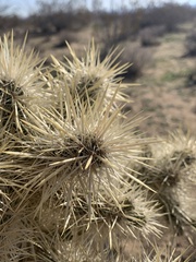 Cylindropuntia echinocarpa