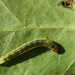 Cryptoptila immersana