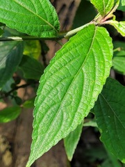 Strobilanthes formosana image