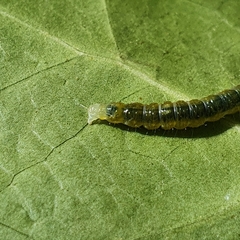 Cryptoptila immersana