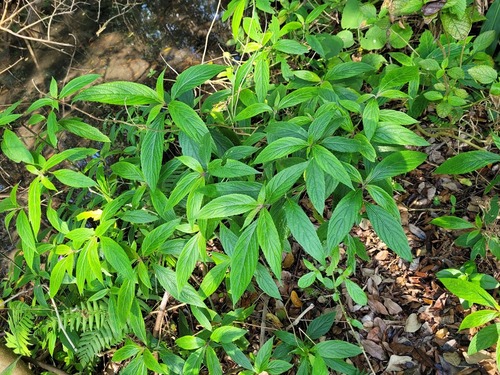 Strobilanthes formosana image