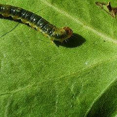 Cryptoptila immersana