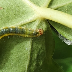 Cryptoptila immersana