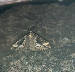 Pseudocoremia leucelaea