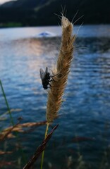 Alopecurus pratensis