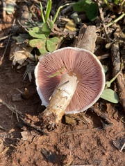 Agaricus lutosus