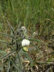 Crotalaria burkeana