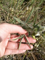 Crotalaria burkeana