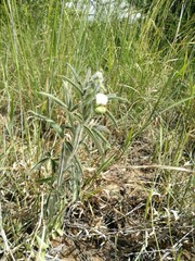 Crotalaria burkeana