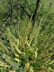 Ocimum americanum