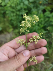 Galium × pomeranicum