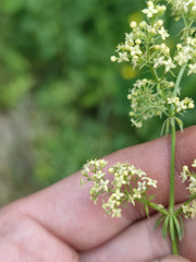 Galium × pomeranicum