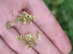 Galium × pomeranicum