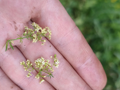 Galium × pomeranicum