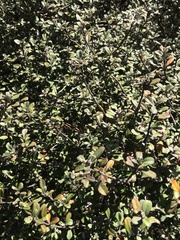 Corokia
