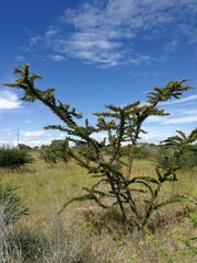 Vachellia permixta