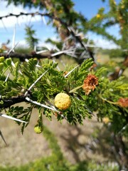 Vachellia permixta