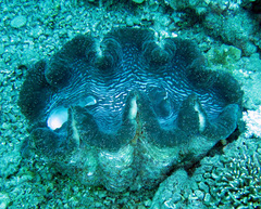 Tridacna gigas