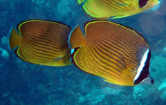 Chaetodon auripes