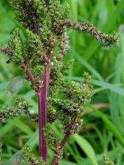 Amaranthus