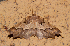 Ischalis fortinata