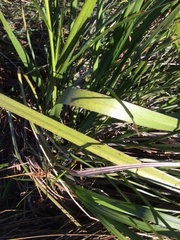 Cladium procerum