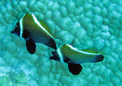 Heniochus varius