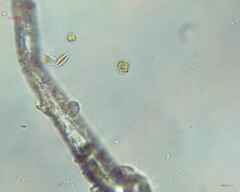 Chlamydomonadales