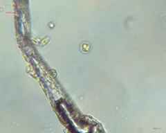 Chlamydomonadales