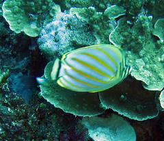 Chaetodon ornatissimus